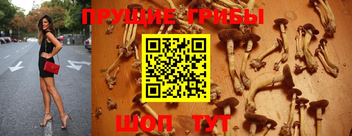 Галлюциногенные грибы MAGIC MUSHROOMS  Вход с VPN  Щёкино 